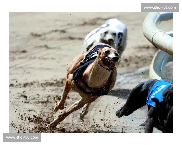 格力犬大包比赛精彩上演 高能对决引爆全场激情